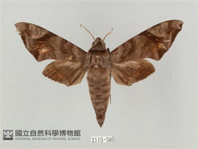 半緣缺角天蛾藏品圖，第1張