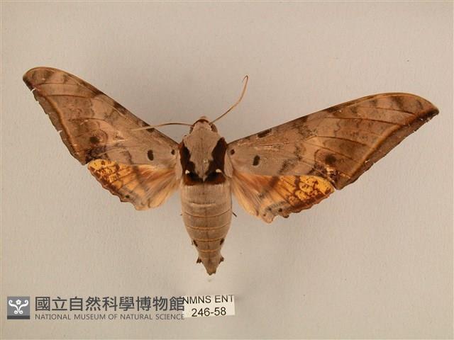 臺灣鷹翅天蛾藏品圖，第1張