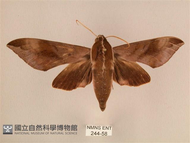 背中白天蛾藏品圖，第1張