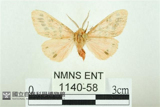 三條橙燈蛾藏品圖，第1張