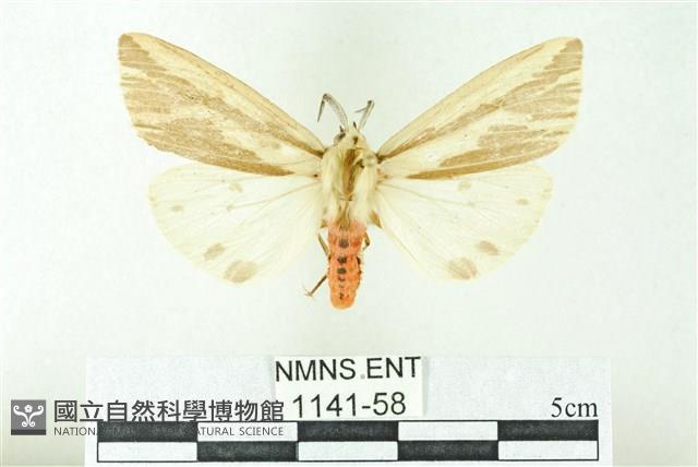 赭新污燈蛾藏品圖，第1張