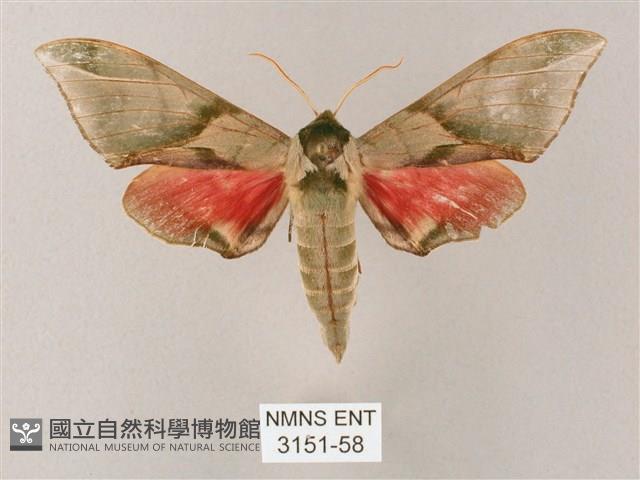 榆綠天蛾藏品圖，第1張