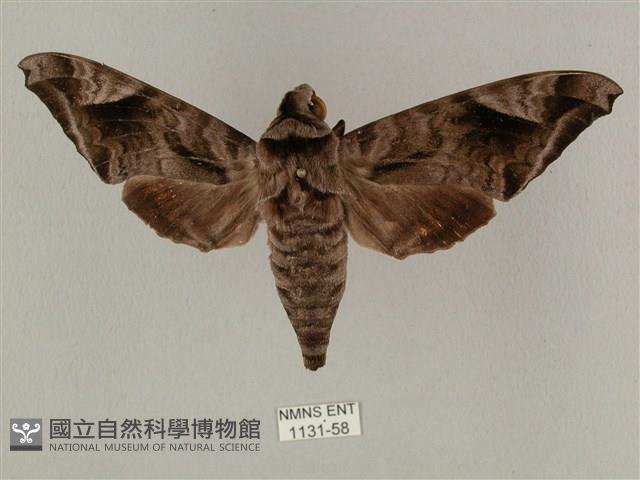 全緣缺角天蛾藏品圖，第1張