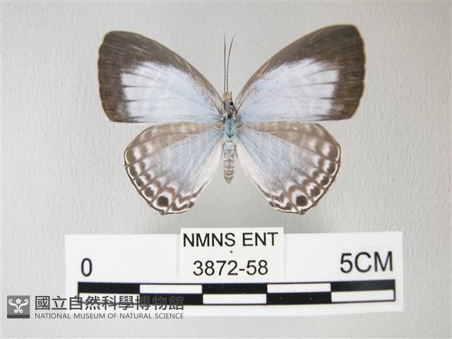 淡青雅波灰蝶藏品圖，第1張