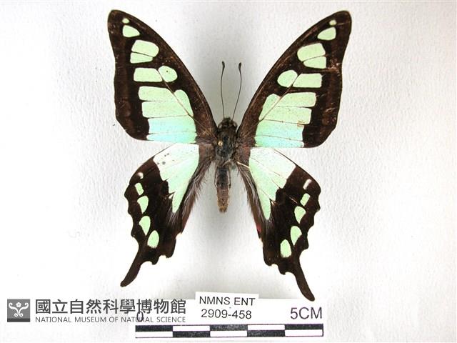 寬帶青鳳蝶藏品圖，第1張
