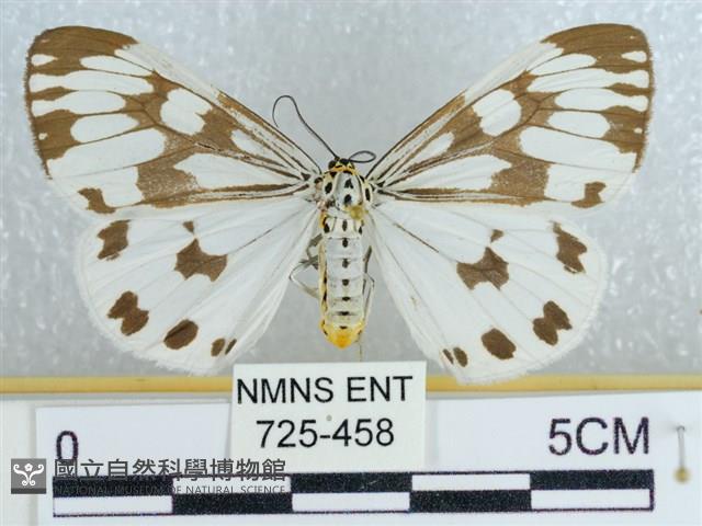 粉蝶燈蛾藏品圖，第1張