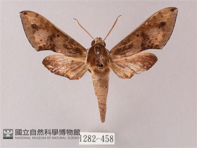 雙斑白肩天蛾藏品圖，第1張