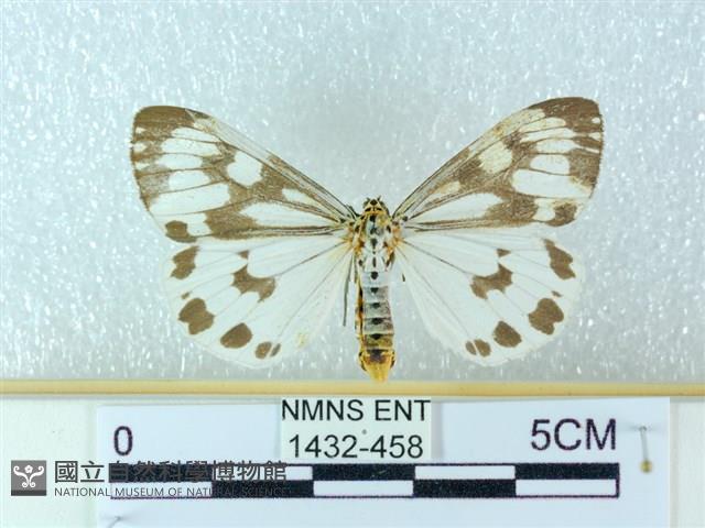 粉蝶燈蛾藏品圖，第1張