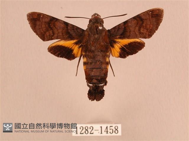 灰紋長喙天蛾藏品圖，第1張