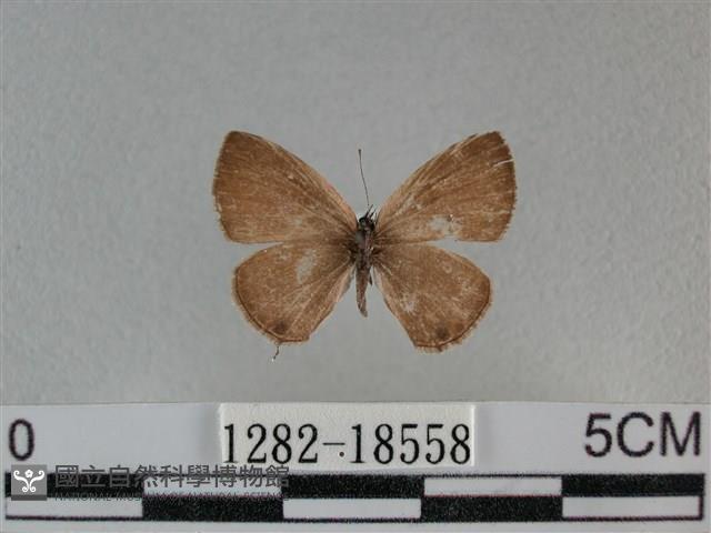 波灰蝶藏品圖，第1張