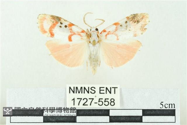 臺雪苔蛾藏品圖，第1張