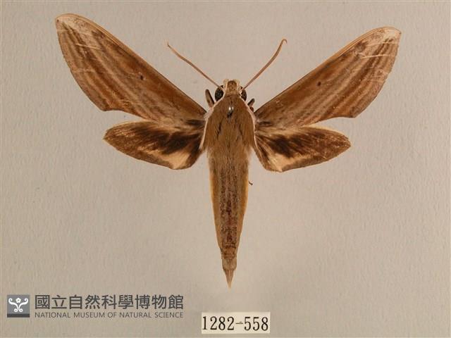 背線天蛾藏品圖，第1張