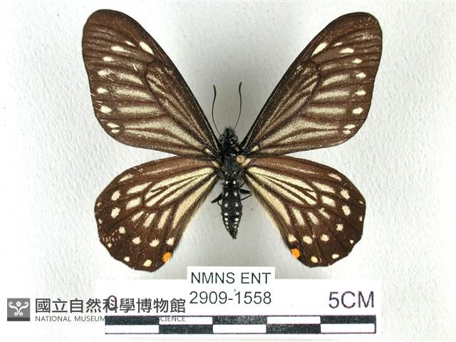 黃星斑鳳蝶藏品圖，第1張