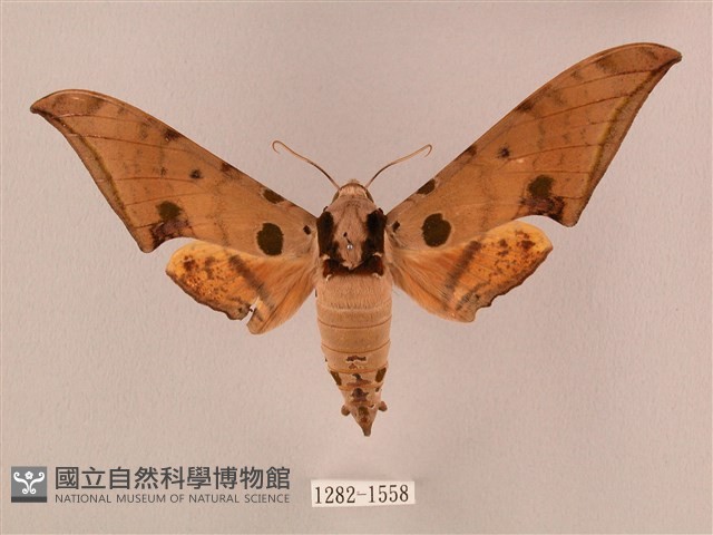 裂斑鷹翅天蛾藏品圖，第1張