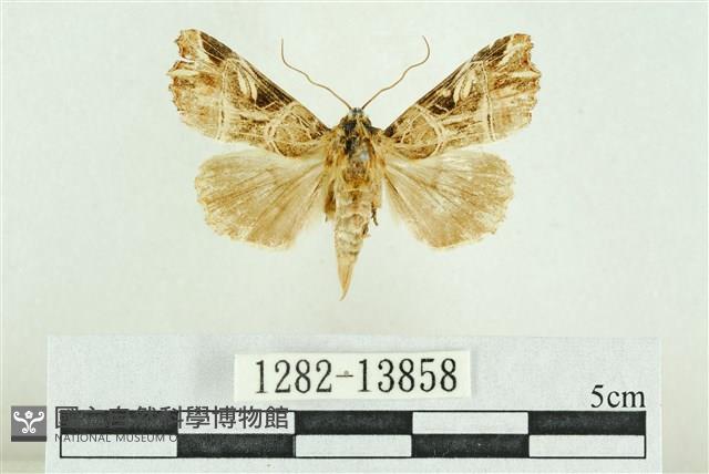 紅暈散紋夜蛾藏品圖，第1張