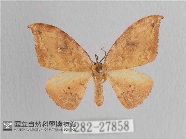 枯葉紋鉤蛾藏品圖，第1張