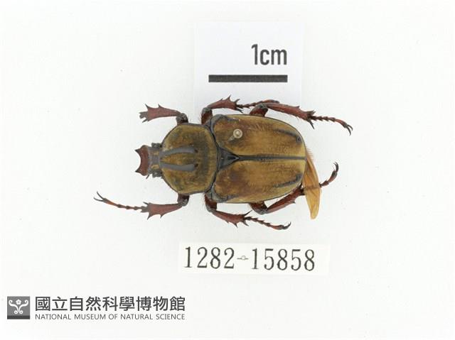 臺灣角金龜藏品圖，第1張