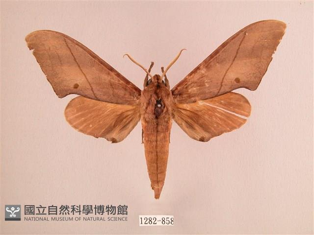 直翅六點天蛾藏品圖，第1張