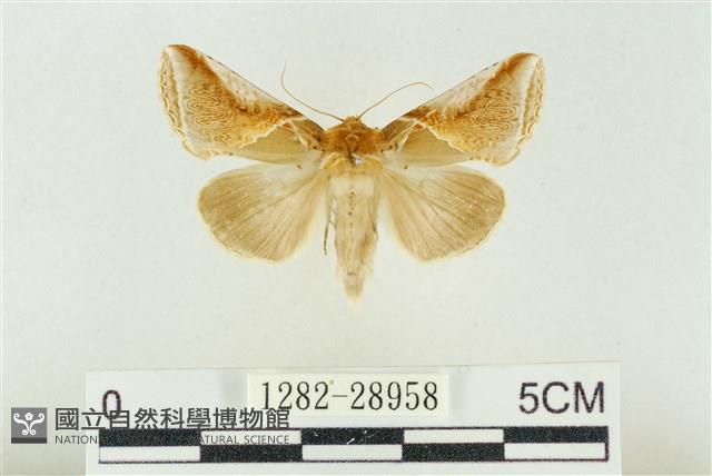 印華波紋蛾藏品圖，第1張
