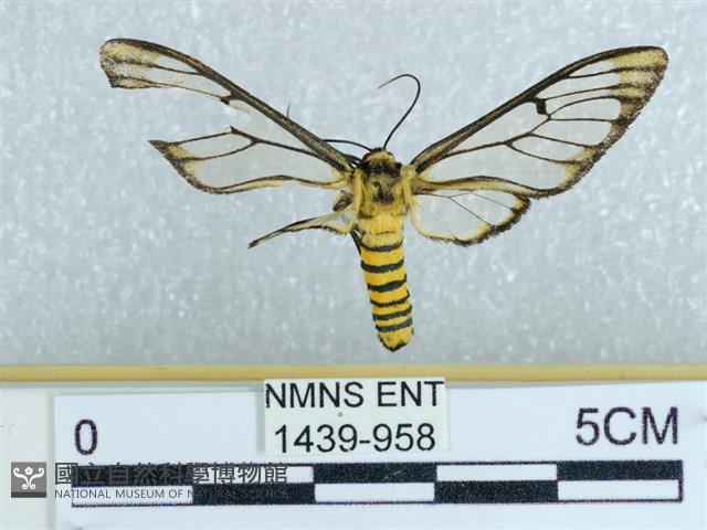 登錄號:001439-00958藏品圖，第1張