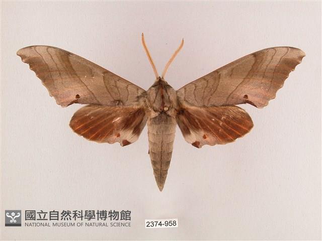 栗六點天蛾藏品圖，第1張