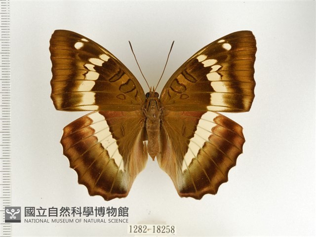 窄帶翠蛺蝶藏品圖，第1張