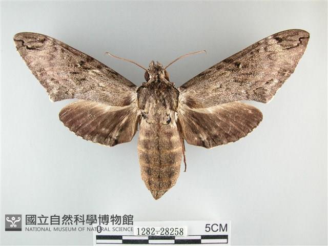 霜天蛾藏品圖，第1張