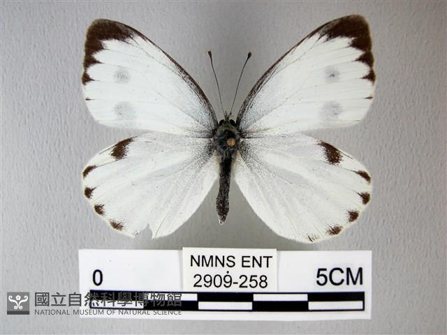 緣點白粉蝶藏品圖，第1張