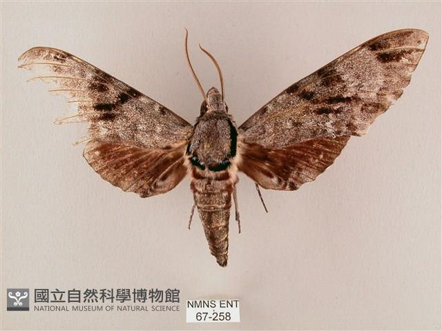 粗斜紋天蛾藏品圖，第1張