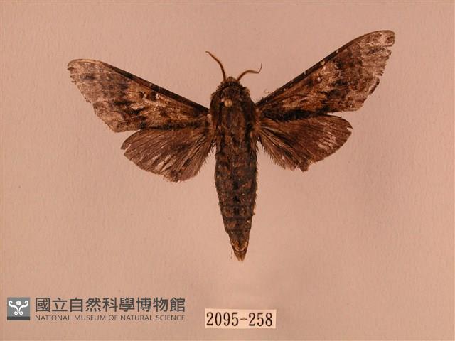 白星天蛾藏品圖，第1張