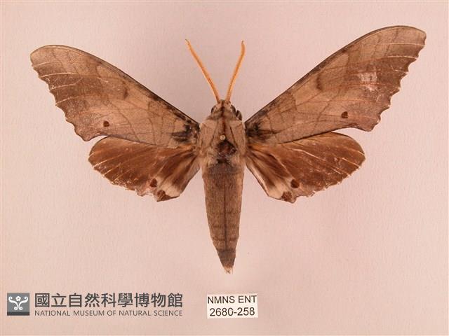 栗六點天蛾藏品圖，第1張