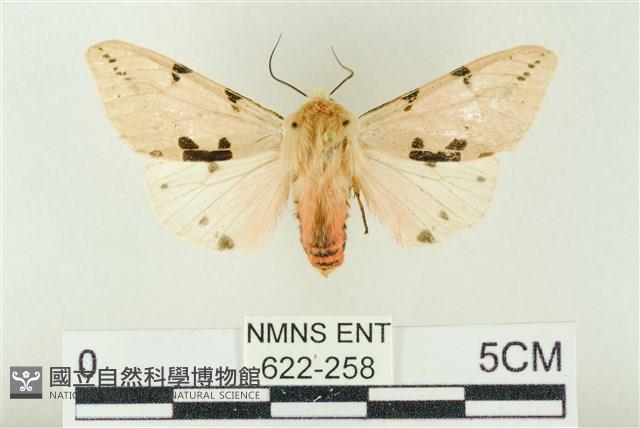 棍棒污燈蛾藏品圖，第1張