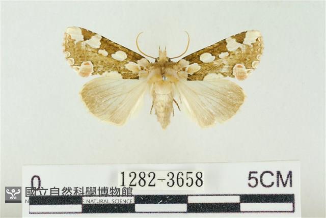 連珠波紋蛾藏品圖，第1張