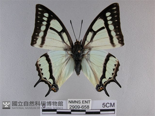 小雙尾蛺蝶藏品圖，第1張