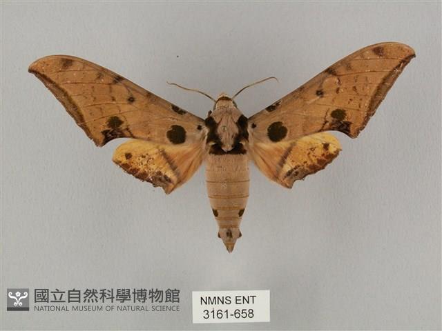 裂斑鷹翅天蛾藏品圖，第1張