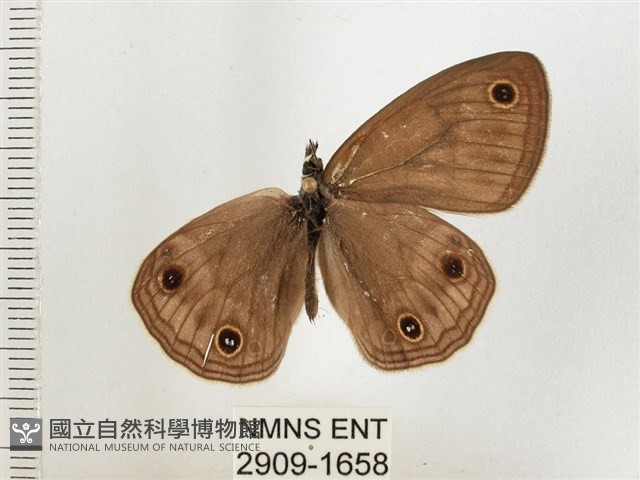 古眼蝶藏品圖，第1張