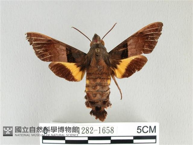 基黑長喙天蛾藏品圖，第1張