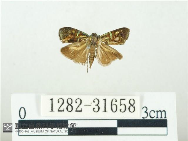 叉紋閃舞蛾藏品圖，第1張