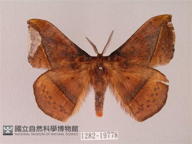 阿里山絨帶蛾藏品圖，第1張