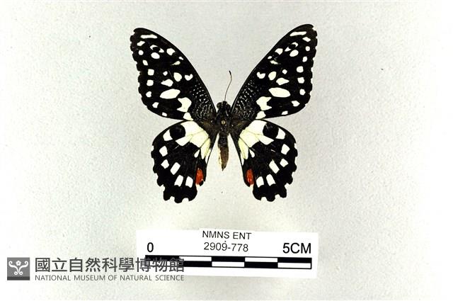 花鳳蝶、無尾鳳蝶藏品圖，第1張