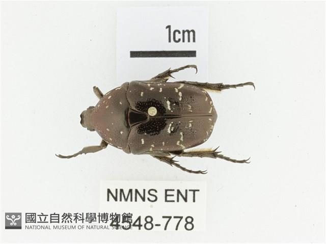 東方白點花金龜藏品圖，第1張