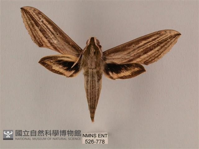 棕綠背線天蛾藏品圖，第1張