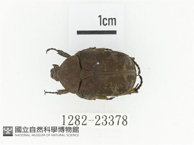 銅點花金龜藏品圖，第1張