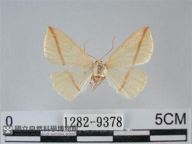 澄線尺蛾藏品圖，第1張