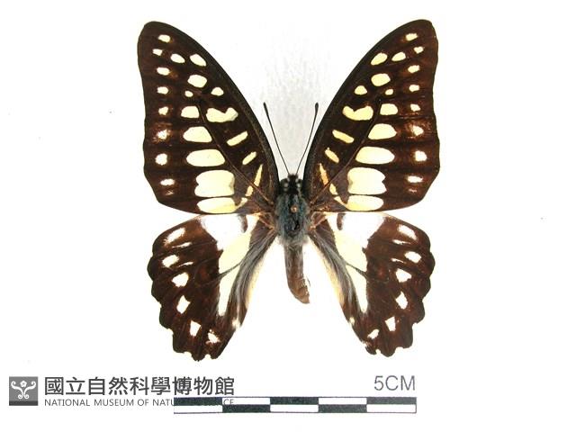 木蘭青鳳蝶藏品圖，第1張