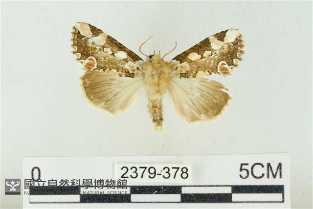 連珠波紋蛾藏品圖，第1張