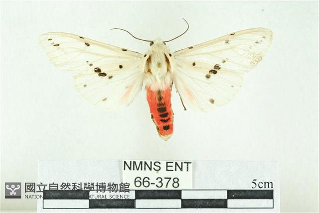 菊池污燈蛾藏品圖，第1張