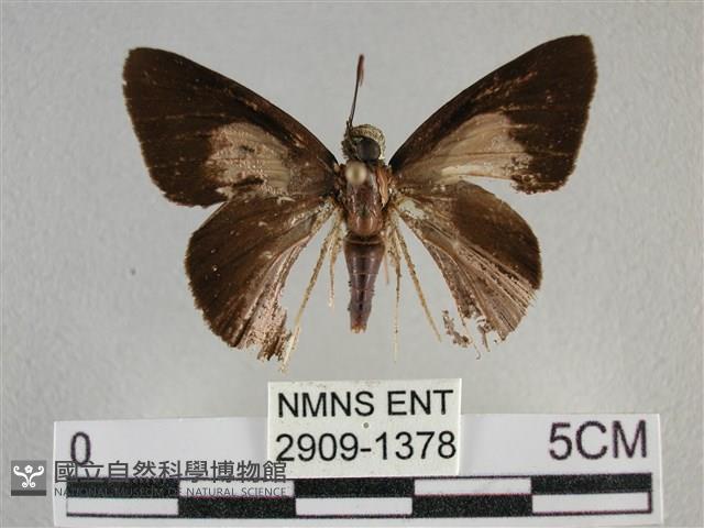 圓翅絨弄蝶藏品圖，第1張