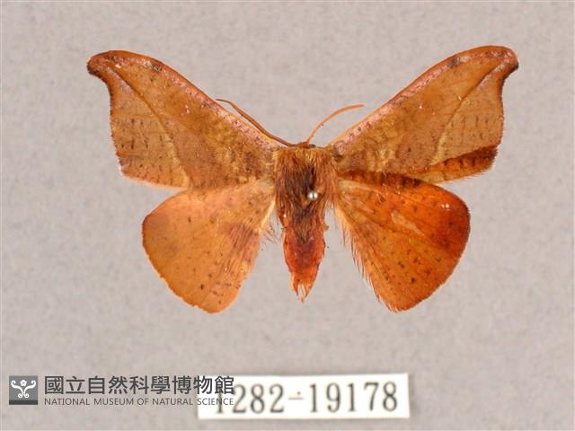 銀端帶鉤蛾藏品圖，第1張