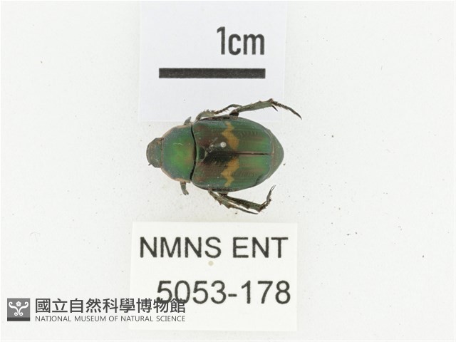 橫紋青銅金龜藏品圖，第1張